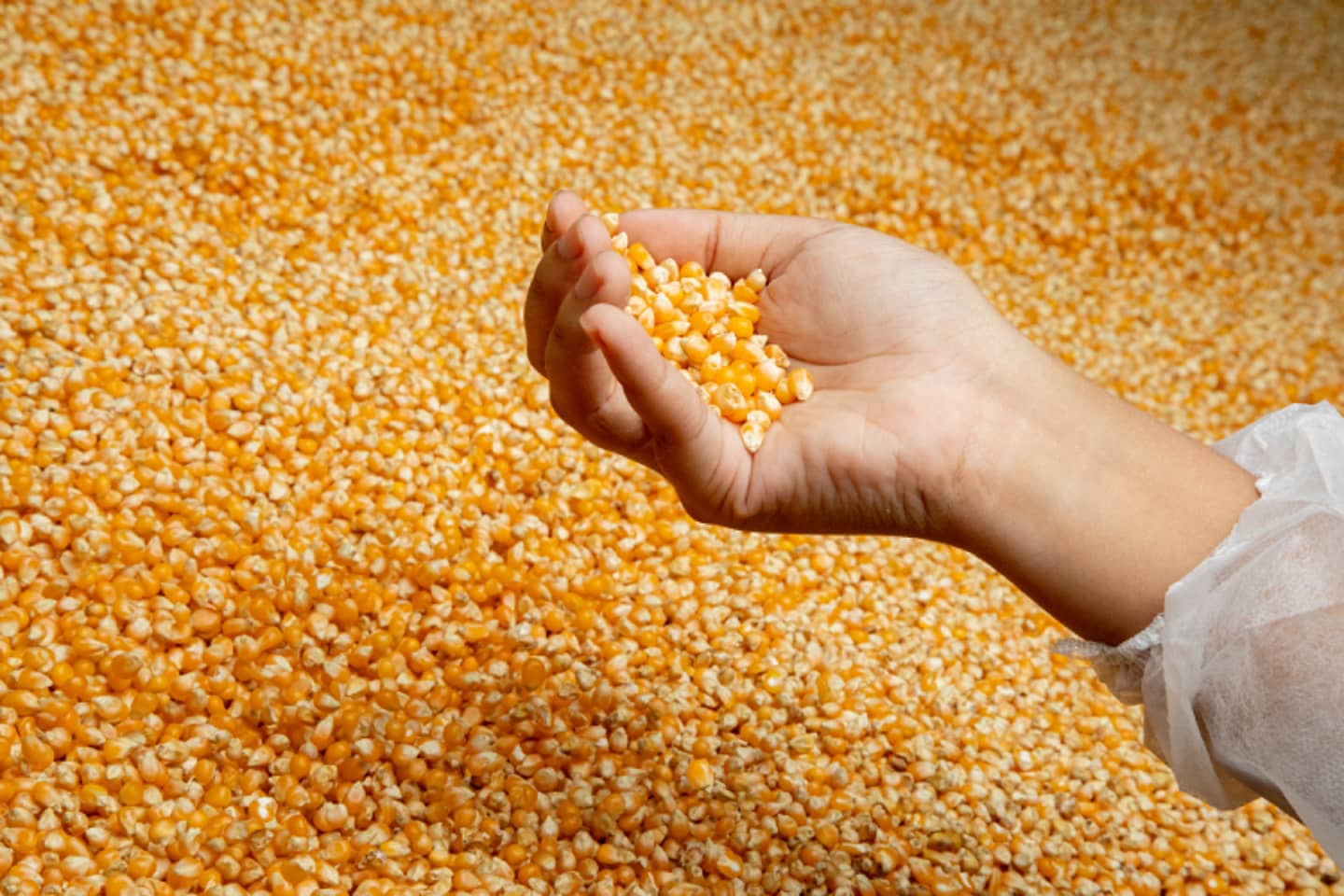 hand full of corns